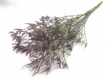 Limonium Safora Dk Blue rfi
