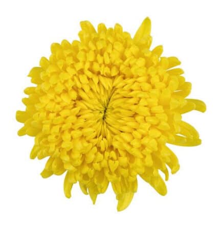 Mum Disbud Magnum Yellow gdns
