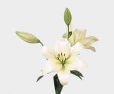 LA WHITE lily gr valley