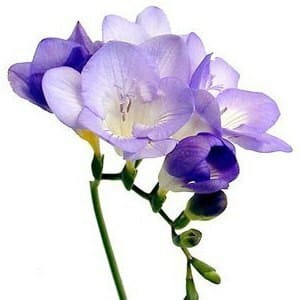 Freesia Tavira holl