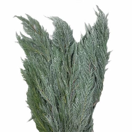 Leyland Cypress White Misty Si