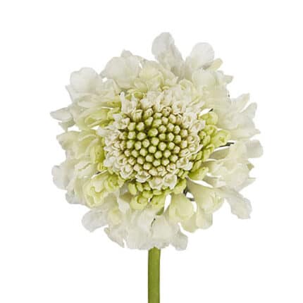 Scabiosa Milky Scoops White Be