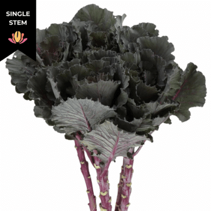 Kale Black Leaf  holl (stem)