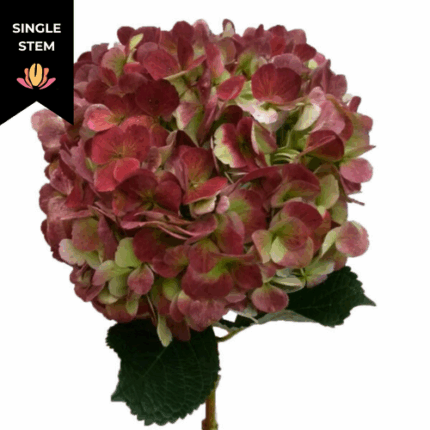 Hydrangea Red Antique bella(ST