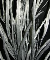 GREVELLIA silver ghersi
