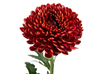 Cremons virginia red florisol