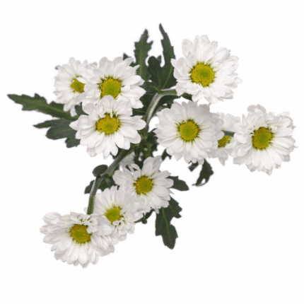 Pom Micro Daisy Katy golden