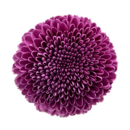 Mum Disbud Ball Purple fresca