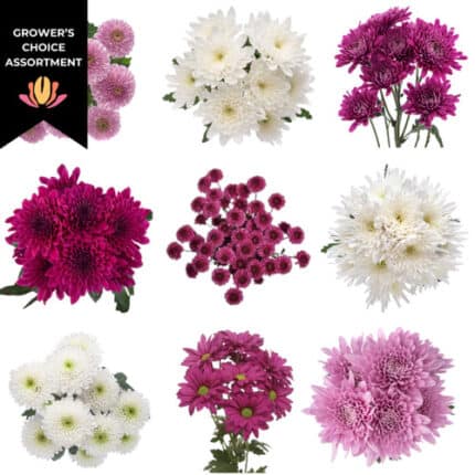 Pom Cdn Sweetheart(16case)gdn
