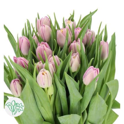 Tulip Lavender Dbl holl