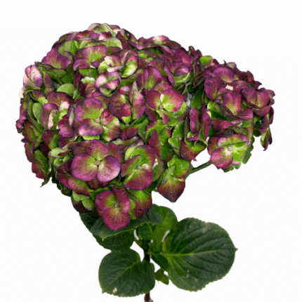 Hydrangea Revolution Purple Cl
