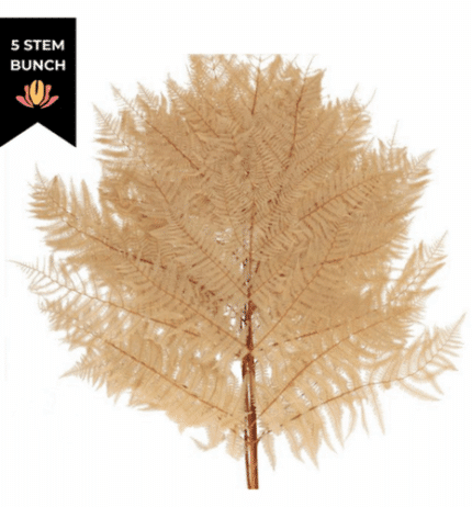 Dried Bracken Fern Sahara holl
