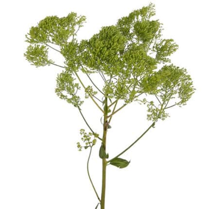 Trachelium Green(XtraGrde)esm