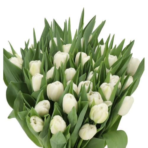 70716dbd-1440-4b56-a8b0-b1825054192d.png Tulip Maiko San Dbl holl - Image 1