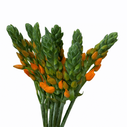 Star Of Beth Orange chile