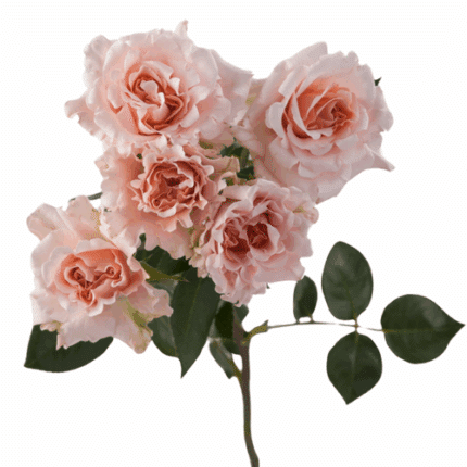 Rose Spray Be Loving rprima
