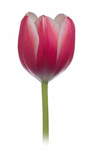 Tulip Furand holl
