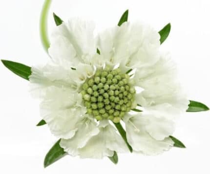 Scabiosa Scoop Milky sande