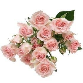 RoseSpray Starblush sole