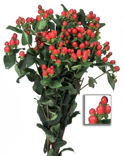 Hypericum Red Shiney Romance s