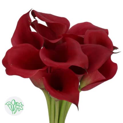Calla Captain Redwood holl