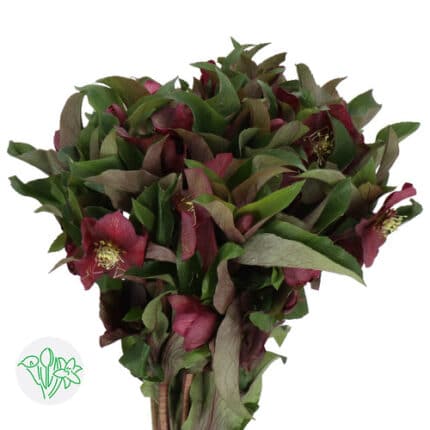 Helleborus Mammoth Red holl