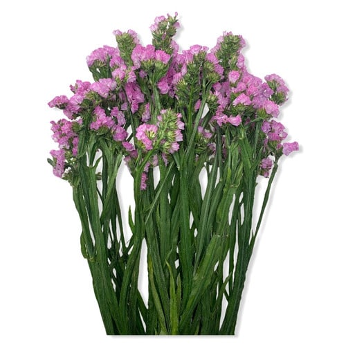 70b8a416-6dc0-4b3d-b38a-5504ea5783b7.jpg Statice Tissue Pink rio. - Image 1