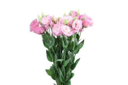 Lisianthus dbl Pink holl