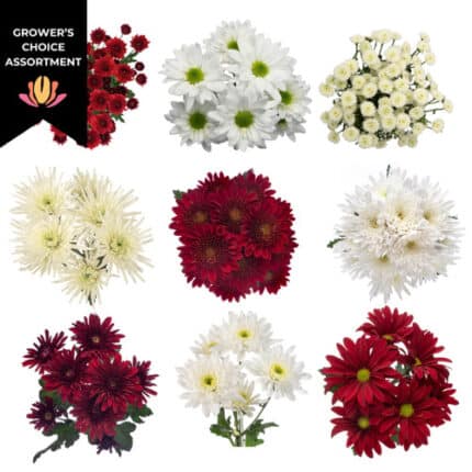 Pom CDN Candy Cane (x16 pack) gdns