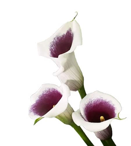 70d6acd3-ba0e-4be9-ad42-0ee5cca356f0.jpg Calla Vermeer holl(picasso lik - Image 1