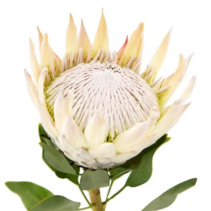 Protea White Arctic Ice anton(