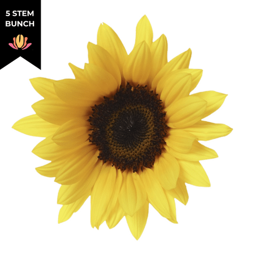 70e92bd9-963c-4d97-97dd-f529413d7690.png Sunflowers Yellow rio(5st) - Image 1