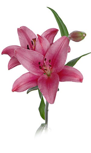 Lily La Batistero rfi