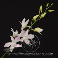 Dendro hairy peach(st)blush