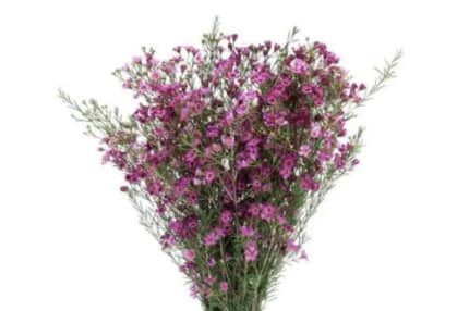Waxflower Purple fresca
