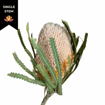 Banksia Natural tutuli(STEM)