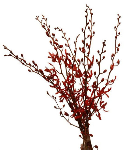 Dendro Ana Black(BU)
