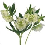 Helleborus White camflor