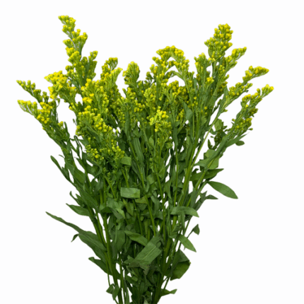 Solidago MardiGras rio