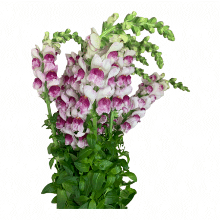 Snapdragons Purple White hendr