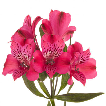 Alstro Hot Pink tessa supsel