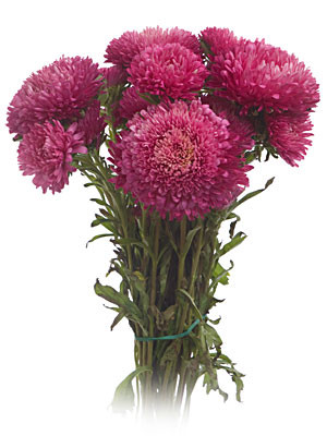 ASTER beauty hot pink cal