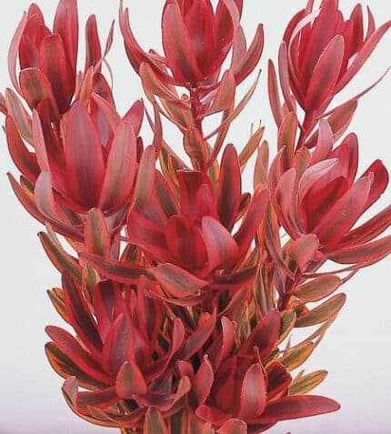 Leucadendron Jester misty
