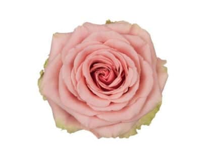 Rose Geraldine 40cm rio