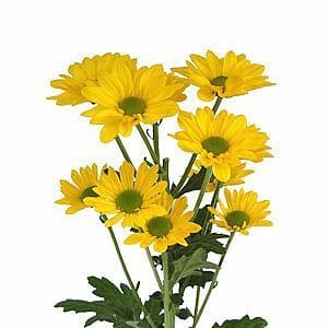 Pom Daisy Radiante gdn yell