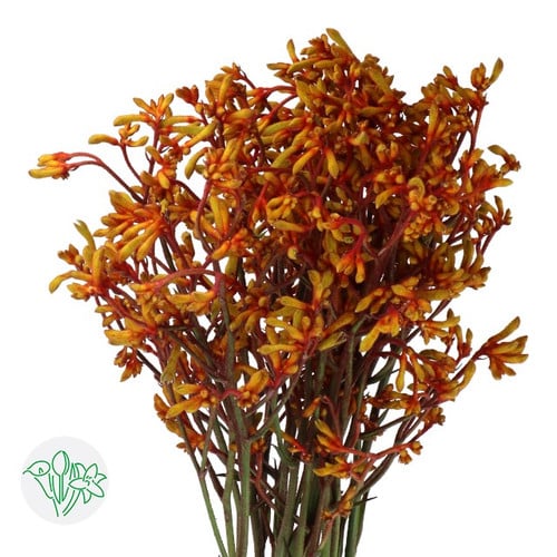 71629f3c-bbd6-477e-a9c0-ccce025b4bc9.jpg Kpaw Gold Fever holl 90cm - Image 1