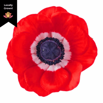 Anemone Red hendricks