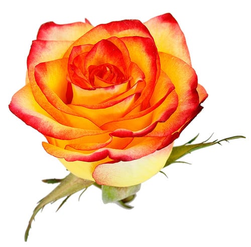 717bda75-845d-4c79-94b2-99eaf3ed6652.jpg Rose Magic Lips fl comp - Image 1