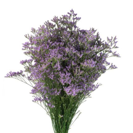 Limonium Skylight(10case)bmark