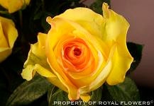 Rose Dejavu 70cm rfi